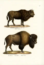 Auerochse, 1824